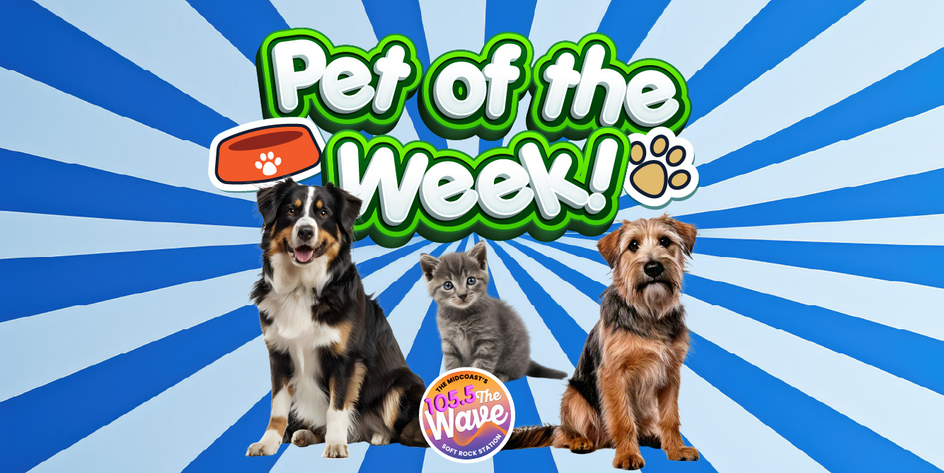 Find Your New Best Friend With The Wave’s Pet Of The Week